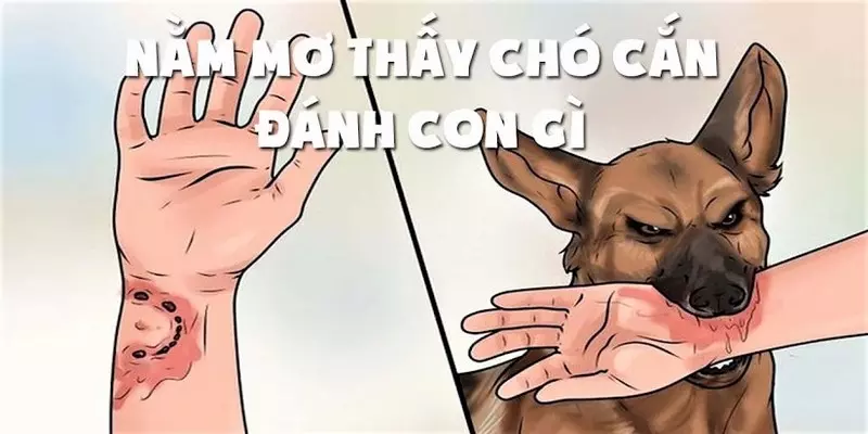 Ý nghĩa của giấc mơ thấy chó cắn
