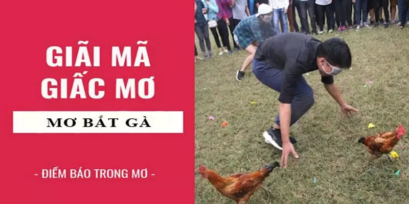 Con số may mắn với giấc mơ bắt gà