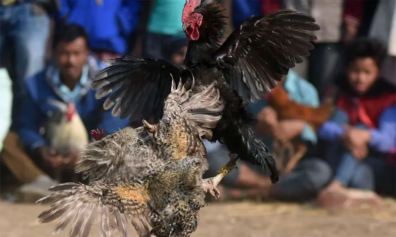 Xem ngày đá gà cực kỳ quan trọng để nâng cao tỷ lệ thắng